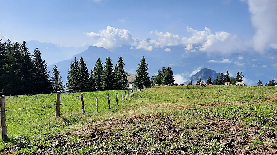 rigi